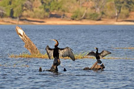 D:\DataFoto\Foto's - Reizen\2014-07-09 Victoria Falls\12 Chobe Boot 3V\Best Of\VICT2070y.jpg