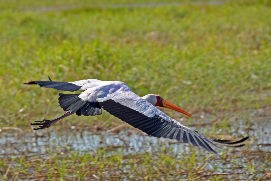 D:\DataFoto\Foto's - Reizen\2014-07-09 Victoria Falls\12 Chobe Boot 3V\Best Of\VICT2181y.jpg