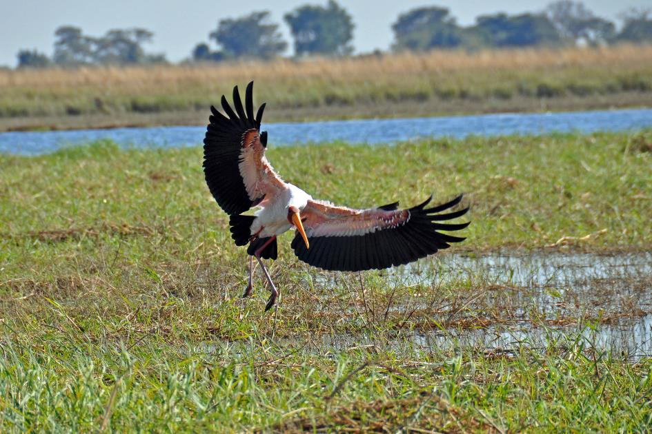 D:\DataFoto\Foto's - Reizen\2014-07-09 Victoria Falls\12 Chobe Boot 3V\Best Of\VICT2153y.jpg