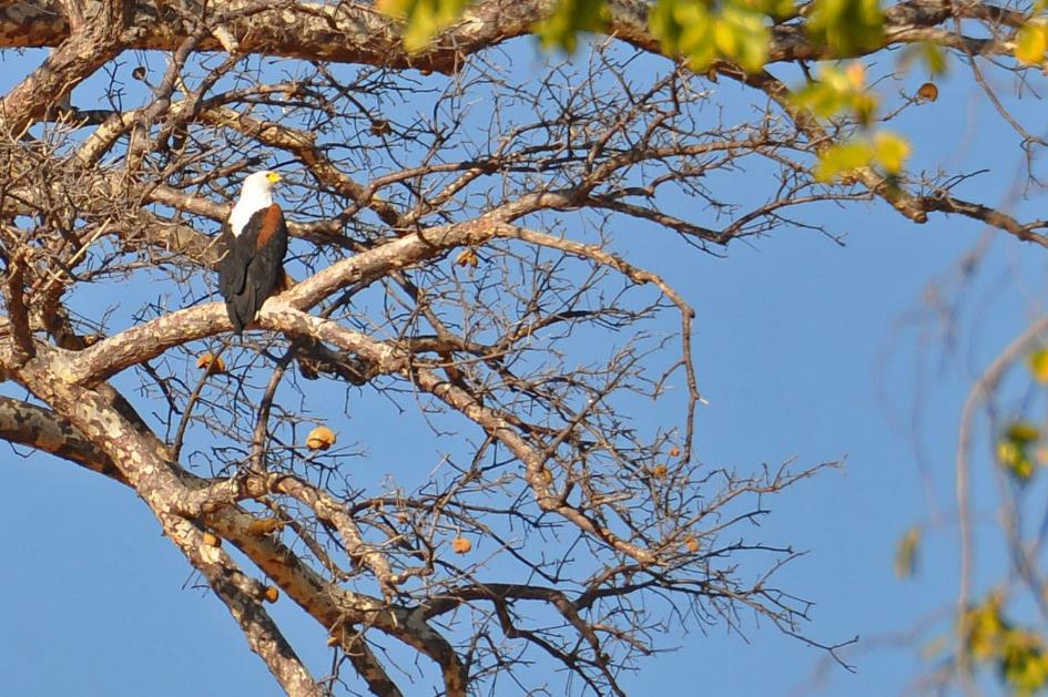 D:\DataFoto\Foto's - Reizen\2014-07-09 Victoria Falls\08 Chobe Boot 1N\Best Of\VICT1097y.jpg