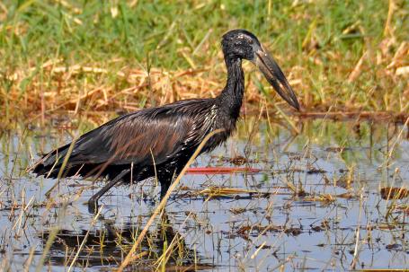 D:\DataFoto\Foto's - Reizen\2014-07-09 Victoria Falls\12 Chobe Boot 3V\Best Of\VICT2243y.jpg