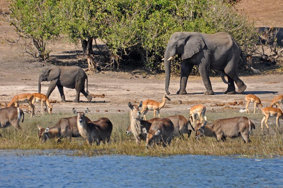 D:\DataFoto\Foto's - Reizen\2014-07-09 Victoria Falls\12 Chobe Boot 3V\Best Of\VICT2296y.jpg