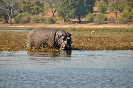 D:\DataFoto\Foto's - Reizen\2014-07-09 Victoria Falls\12 Chobe Boot 3V\Best Of\VICT2235y.jpg