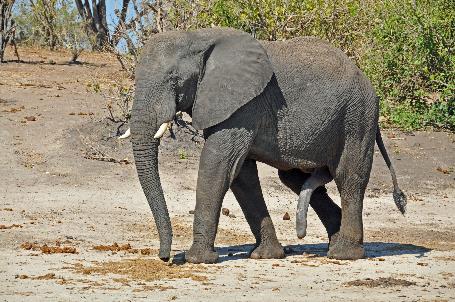 D:\DataFoto\Foto's - Reizen\2014-07-09 Victoria Falls\12 Chobe Boot 3V\Best Of\VICT2300y.jpg