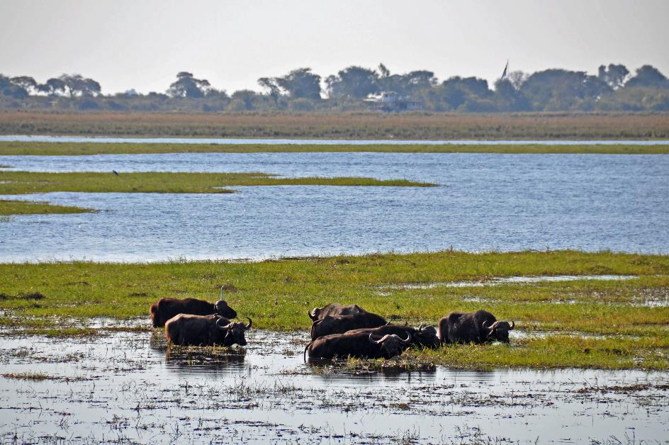 D:\DataFoto\Foto's - Reizen\2014-07-09 Victoria Falls\13 Chobe Safari 3N\Best Of\VICT2373y.jpg