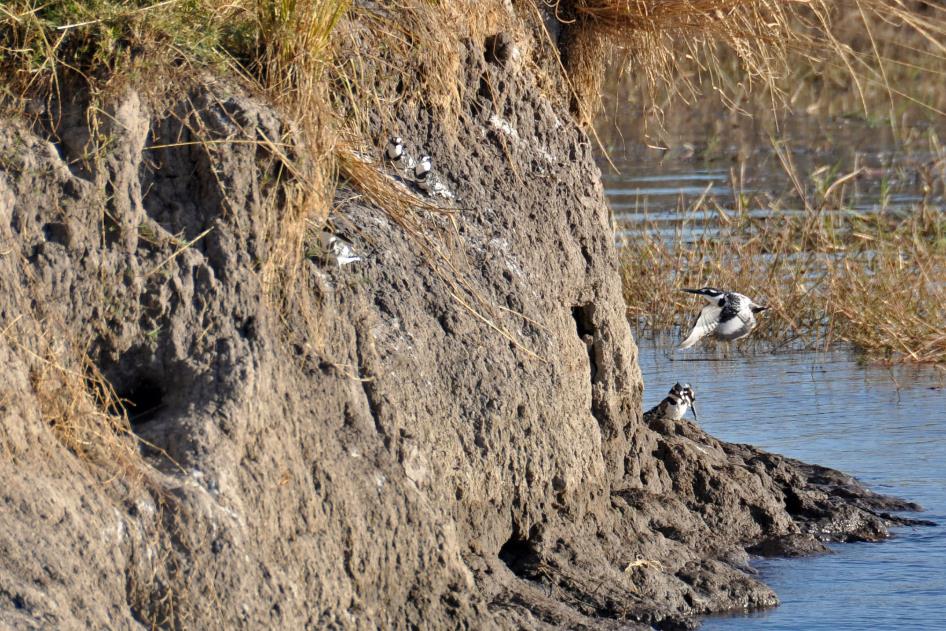 D:\DataFoto\Foto's - Reizen\2014-07-09 Victoria Falls\08 Chobe Boot 1N\Best Of\VICT1248y.jpg