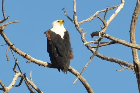 D:\DataFoto\Foto's - Reizen\2014-07-09 Victoria Falls\13 Chobe Safari 3N\Best Of\VICT2377y.jpg