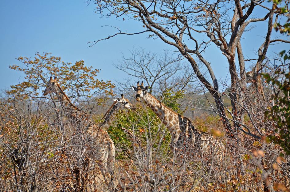 D:\DataFoto\Foto's - Reizen\2014-07-09 Victoria Falls\07 Naar Chobe\Best Of\VICT1013y.jpg