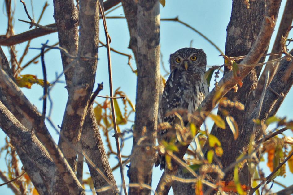 D:\DataFoto\Foto's - Reizen\2014-07-09 Victoria Falls\20 Mazambala Safari 3N\Best Of\VICT3688y.jpg