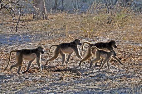 D:\DataFoto\Foto's - Reizen\2014-07-09 Victoria Falls\20 Mazambala Safari 3N\Best Of\VICT3722y.jpg