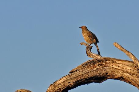 D:\DataFoto\Foto's - Reizen\2014-07-09 Victoria Falls\20 Mazambala Safari 3N\Best Of\VICT3758y.jpg