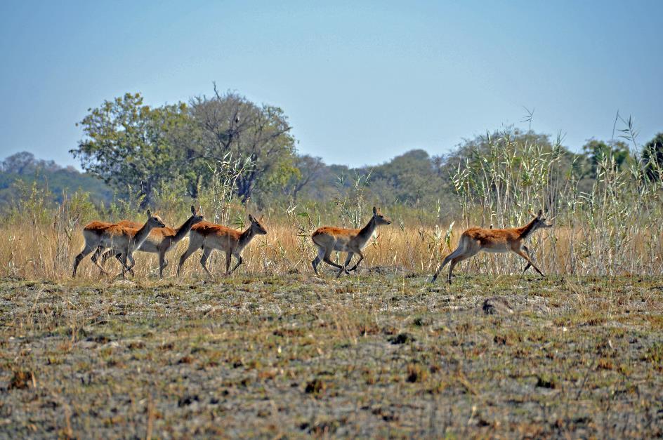 D:\DataFoto\Foto's - Reizen\2014-07-09 Victoria Falls\14 Naar Mazambala\Best Of\VICT2749y.jpg