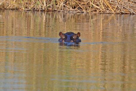 D:\DataFoto\Foto's - Reizen\2014-07-09 Victoria Falls\15 Mazambala Boot 1N\Best Of\VICT2867y.jpg