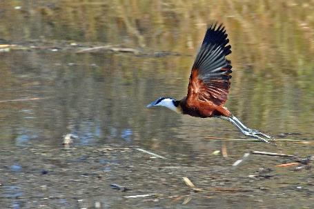 D:\DataFoto\Foto's - Reizen\2014-07-09 Victoria Falls\15 Mazambala Boot 1N\Best Of\VICT2805y.jpg