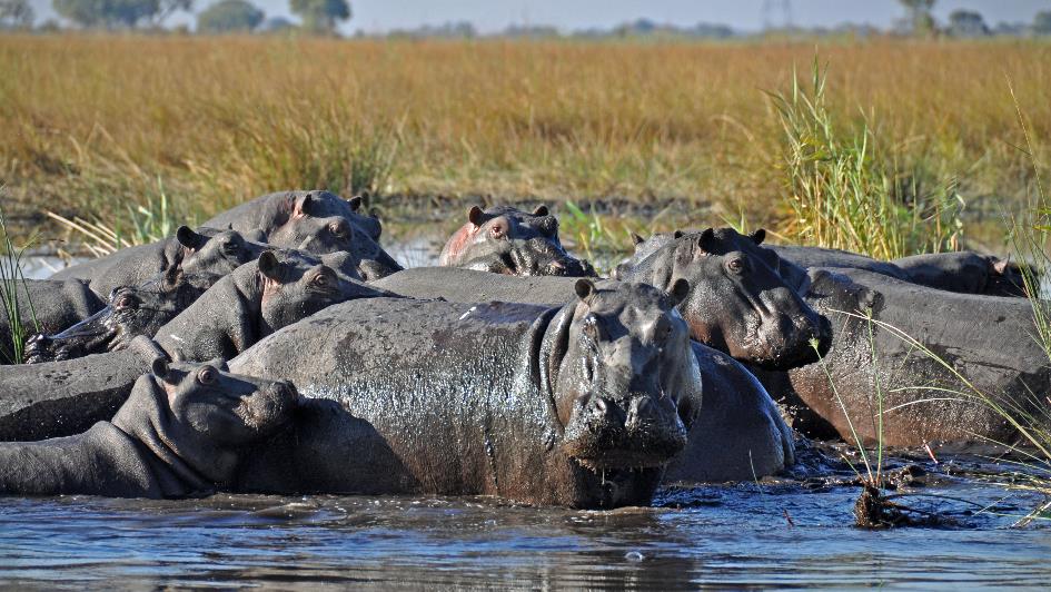 D:\DataFoto\Foto's - Reizen\2014-07-09 Victoria Falls\15 Mazambala Boot 1N\Best Of\VICT2825b.jpg