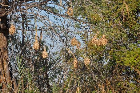 D:\DataFoto\Foto's - Reizen\2014-07-09 Victoria Falls\15 Mazambala Boot 1N\Best Of\VICT2862y.jpg