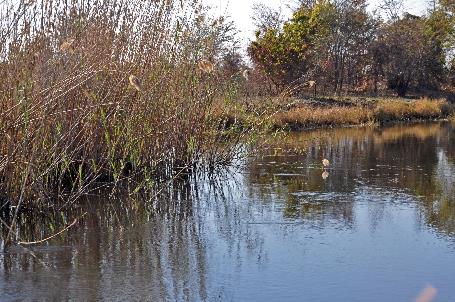 D:\DataFoto\Foto's - Reizen\2014-07-09 Victoria Falls\16 Mazambala Walk 2V\Best Of\VICT2970y.jpg