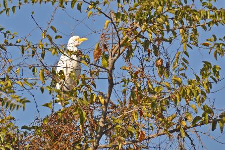 D:\DataFoto\Foto's - Reizen\2014-07-09 Victoria Falls\16 Mazambala Walk 2V\Best Of\VICT2961y.jpg