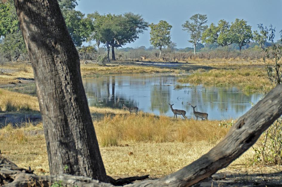 D:\DataFoto\Foto's - Reizen\2014-07-09 Victoria Falls\18 Mazambala Safari 2N\Best Of\VICT3138y.jpg