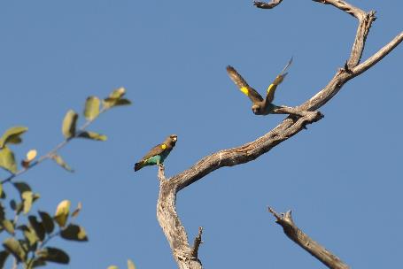 D:\DataFoto\Foto's - Reizen\2014-07-09 Victoria Falls\18 Mazambala Safari 2N\Best Of\VICT3115y.jpg