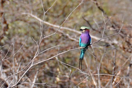 D:\DataFoto\Foto's - Reizen\2014-07-09 Victoria Falls\18 Mazambala Safari 2N\Best Of\VICT3123y.jpg