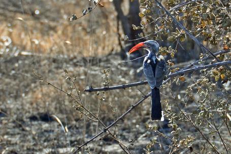 D:\DataFoto\Foto's - Reizen\2014-07-09 Victoria Falls\18 Mazambala Safari 2N\Best Of\VICT3190y.jpg