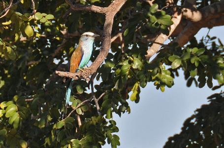 D:\DataFoto\Foto's - Reizen\2014-07-09 Victoria Falls\18 Mazambala Safari 2N\Best Of\VICT3179y.jpg