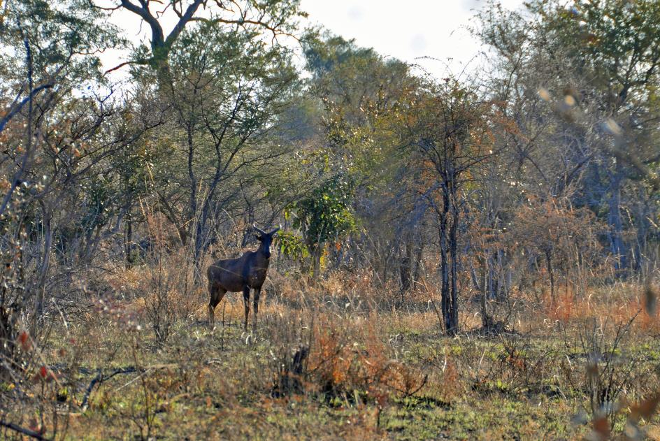 D:\DataFoto\Foto's - Reizen\2014-07-09 Victoria Falls\18 Mazambala Safari 2N\Best Of\VICT3238y.jpg