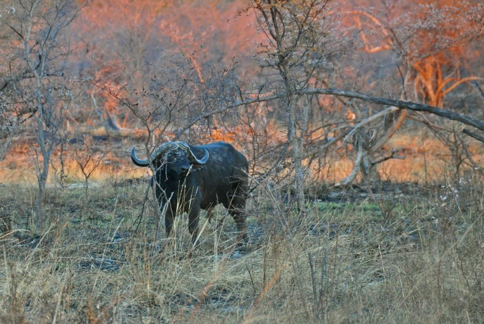 D:\DataFoto\Foto's - Reizen\2014-07-09 Victoria Falls\18 Mazambala Safari 2N\Best Of\VICT3280y.jpg