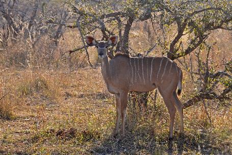 D:\DataFoto\Foto's - Reizen\2014-07-09 Victoria Falls\20 Mazambala Safari 3N\Best Of\VICT3703y.jpg