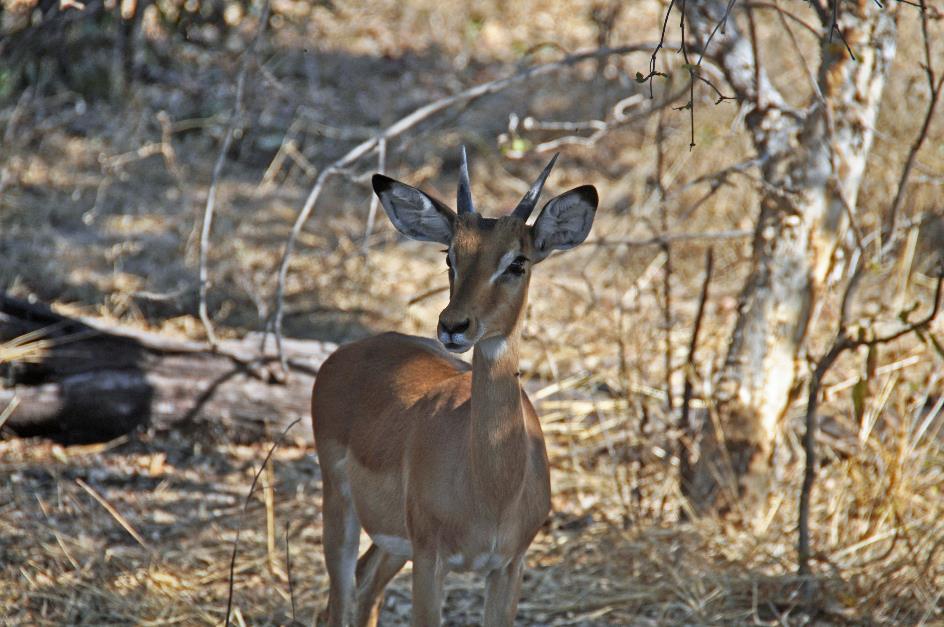 D:\DataFoto\Foto's - Reizen\2014-07-09 Victoria Falls\20 Mazambala Safari 3N\Best Of\VICT3537y.jpg