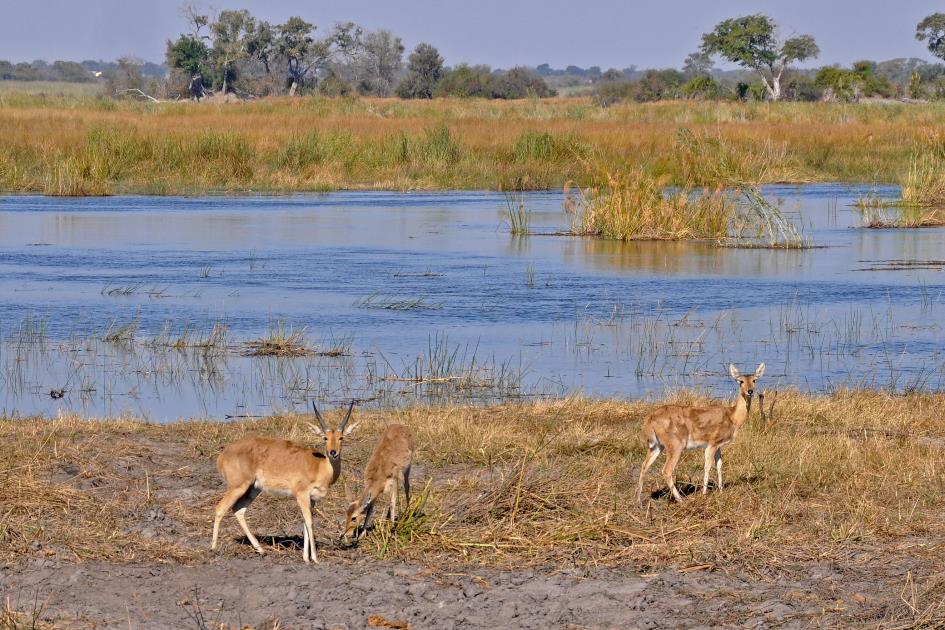 D:\DataFoto\Foto's - Reizen\2014-07-09 Victoria Falls\20 Mazambala Safari 3N\Best Of\VICT3544y.jpg