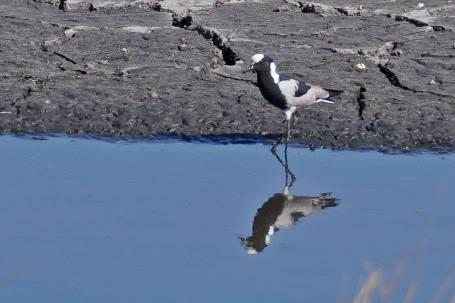 D:\DataFoto\Foto's - Reizen\2014-07-09 Victoria Falls\20 Mazambala Safari 3N\Best Of\VICT3563y.jpg