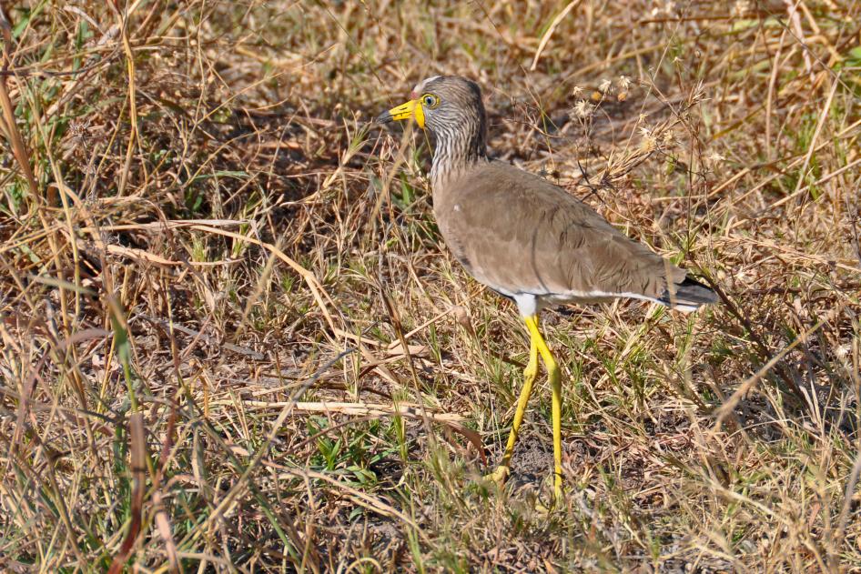 D:\DataFoto\Foto's - Reizen\2014-07-09 Victoria Falls\20 Mazambala Safari 3N\Best Of\VICT3593y.jpg