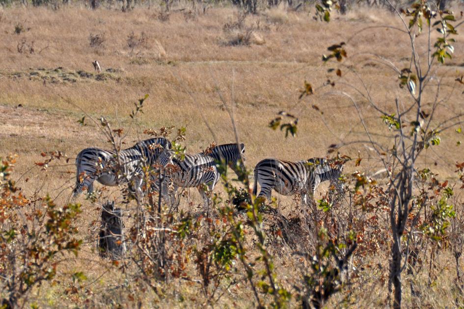 D:\DataFoto\Foto's - Reizen\2014-07-09 Victoria Falls\14 Naar Mazambala\Best Of\VICT2531y.jpg