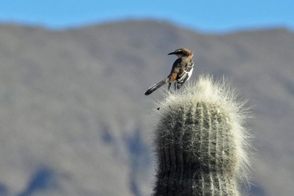 D:\DataFoto\Foto's - Reizen\2015-07-11 Argentinie - Bolivie - Chili\11 Pucara de Tilcara\AGBC0948y.jpg