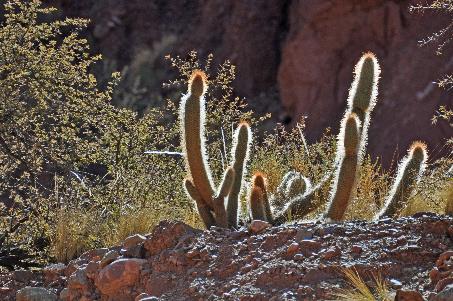 D:\DataFoto\Foto's - Reizen\2015-07-11 Argentinie - Bolivie - Chili\18 Tupiza tocht te paard\AGBC1642y.jpg