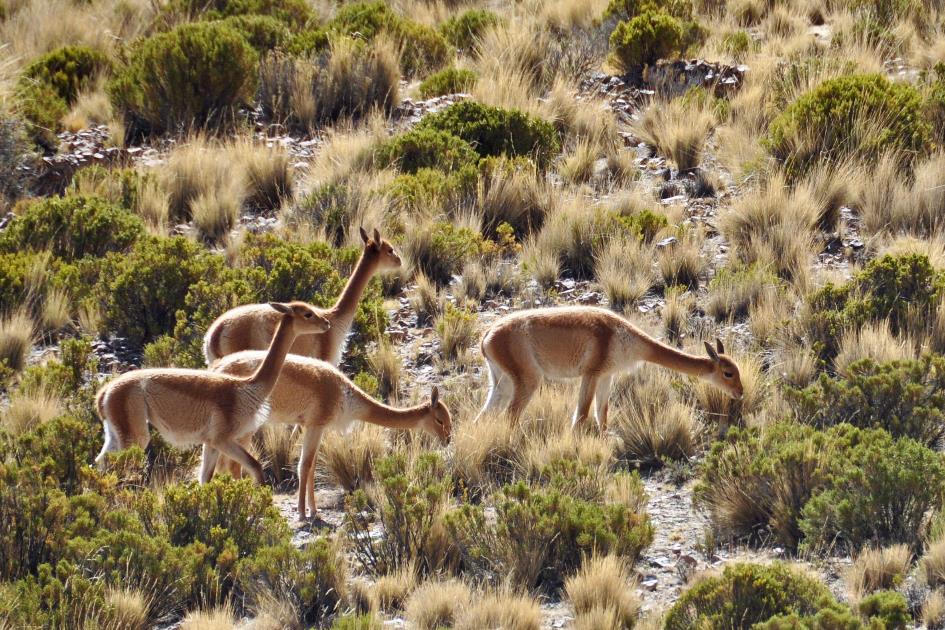 D:\DataFoto\Foto's - Reizen\2015-07-11 Argentinie - Bolivie - Chili\19 Naar Uyuni\AGBC1850y.jpg