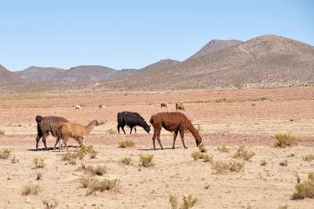 D:\DataFoto\Foto's - Reizen\2015-07-11 Argentinie - Bolivie - Chili\27 Naar Ojo de Perdiz\AGBC2580y.jpg