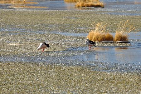 D:\DataFoto\Foto's - Reizen\2015-07-11 Argentinie - Bolivie - Chili\34 Naar San Pedro\AGBC3771y.jpg