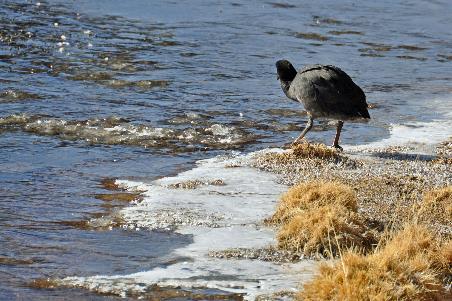 D:\DataFoto\Foto's - Reizen\2015-07-11 Argentinie - Bolivie - Chili\34 Naar San Pedro\AGBC3777y.jpg