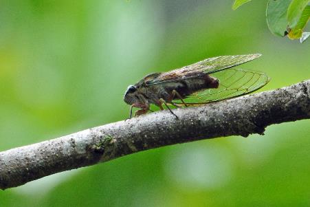 D:\DataFoto\Foto's - Reizen\2016-03-26 Borneo\02 Mulu NP\BORN0187y.jpg