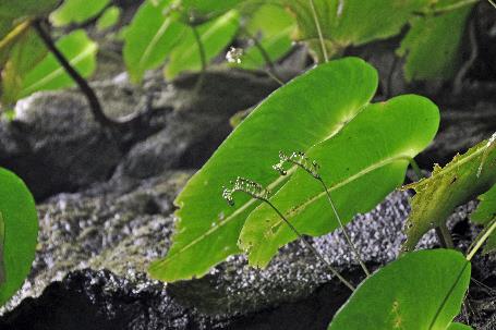 D:\DataFoto\Foto's - Reizen\2016-03-26 Borneo\04 Mulu NP - Grotten (V)\BORN0667y.jpg