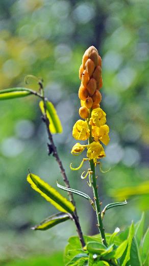 D:\DataFoto\Foto's - Reizen\2016-03-26 Borneo\05 Mulu NP - Grotten (N)\BORN0748b.jpg