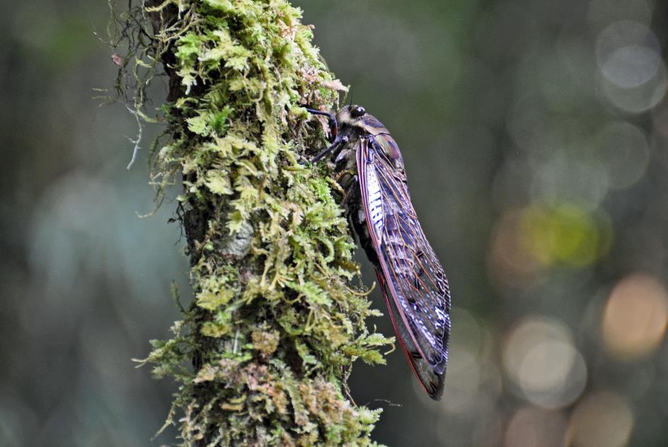 D:\DataFoto\Foto's - Reizen\2016-03-26 Borneo\05 Mulu NP - Grotten (N)\BORN0794y.jpg