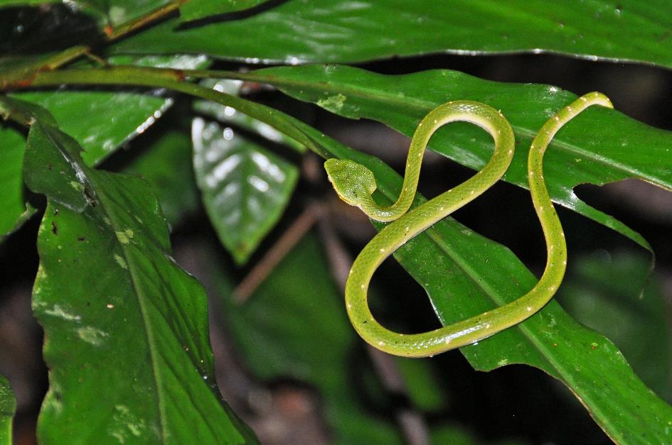 D:\DataFoto\Foto's - Reizen\2016-03-26 Borneo\06 Mulu NP - Canopy Walk\BORN0917y.jpg