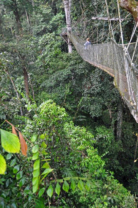 D:\DataFoto\Foto's - Reizen\2016-03-26 Borneo\06 Mulu NP - Canopy Walk\BORN0977y.jpg