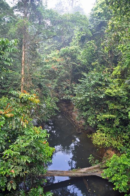 D:\DataFoto\Foto's - Reizen\2016-03-26 Borneo\06 Mulu NP - Canopy Walk\BORN0934y.jpg