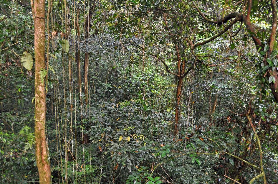 D:\DataFoto\Foto's - Reizen\2016-03-26 Borneo\06 Mulu NP - Canopy Walk\BORN0947y.jpg