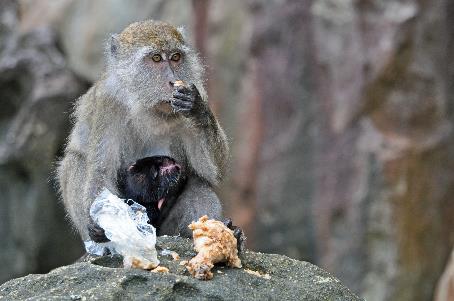 D:\DataFoto\Foto's - Reizen\2016-03-26 Borneo\09 Bako NP Teluk Paku\BORN1538y.jpg